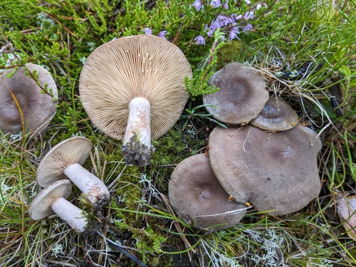 pap milkcap