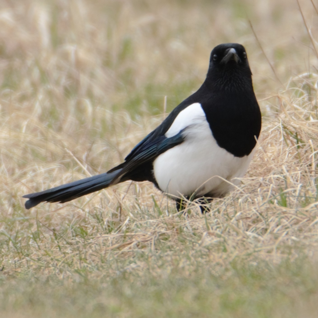 Eurasian Magpie From 62840 Fleurbaix France On October 22 2023 At 10   Large 