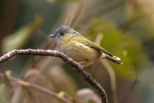 Green Shrike-babbler (Pteruthius xanthochlorus), photo 10