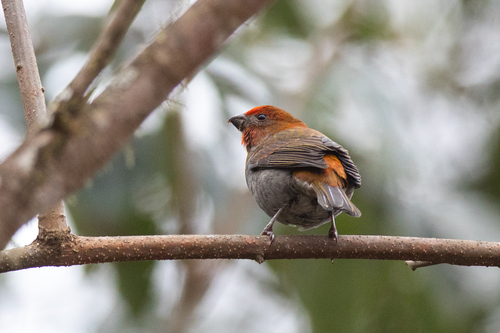 Crimson-browed Finch (Carpodacus subhimachalus), photo 6