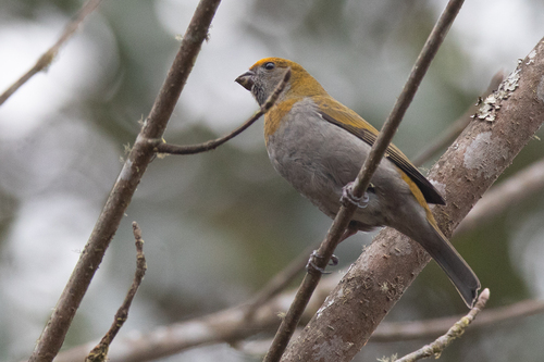 Crimson-browed Finch (Carpodacus subhimachalus), photo 5