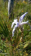 Iris longipetala