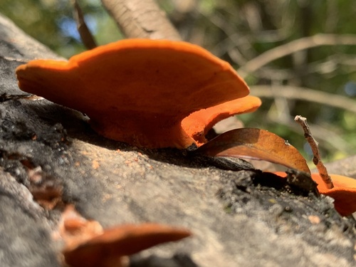 Trametes coccinea