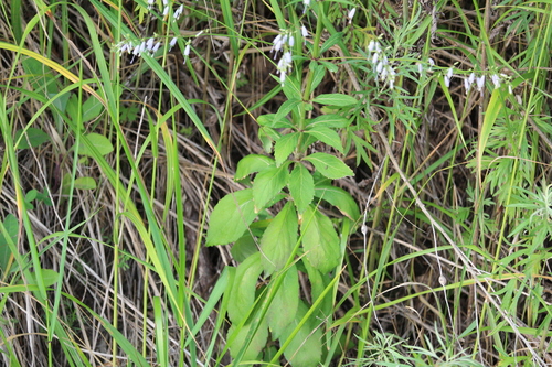 Adenophora divaricata iNat (3)