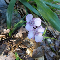 Calochortus umbellatus