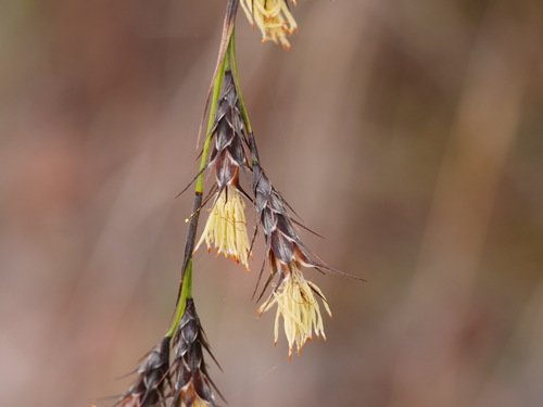 Evandra aristata