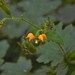 Loasa sclareifolia - Photo (c) ludovica_, algunos derechos reservados (CC BY-NC), subido por ludovica_