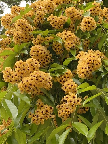 Pterocarpus violaceus