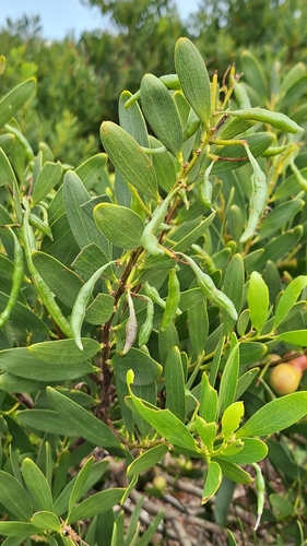 Acacia longifolia
