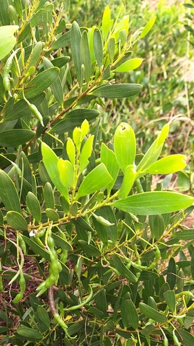 Acacia longifolia