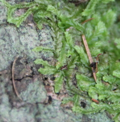 Lophocolea semiteres