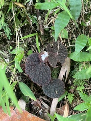 Begonia baik (Begonia baik)