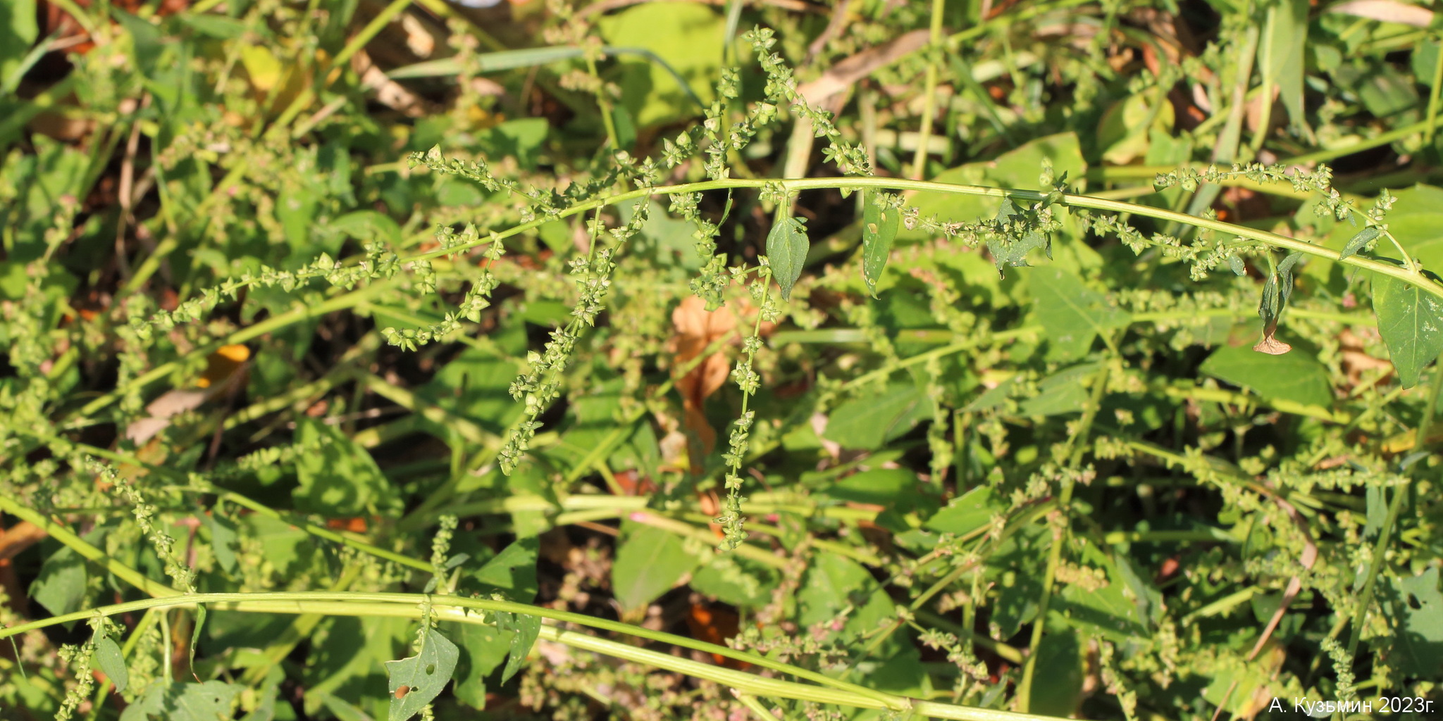 Лебеда Простёртая (Atriplex prostrata)