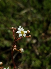 Micranthes californica