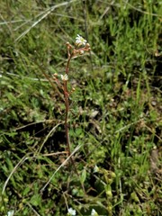 Micranthes californica