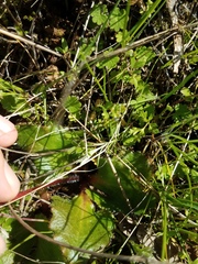 Micranthes californica
