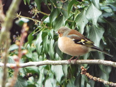 Fringilla coelebs