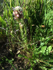 Castilleja densiflora
