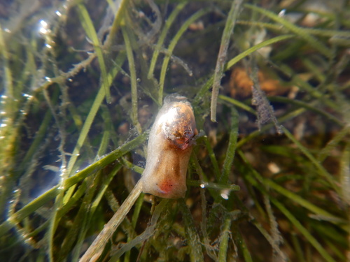 Haminoea orbignyana