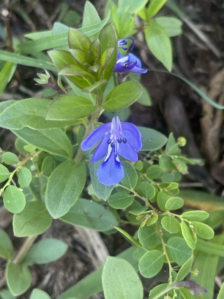 Butterfly Bush