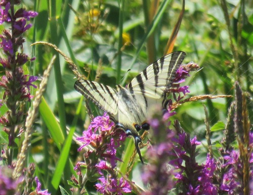 Iphiclides podalirius