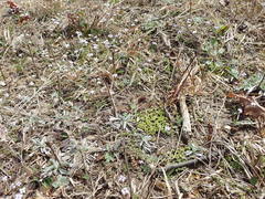 Asterella tenella