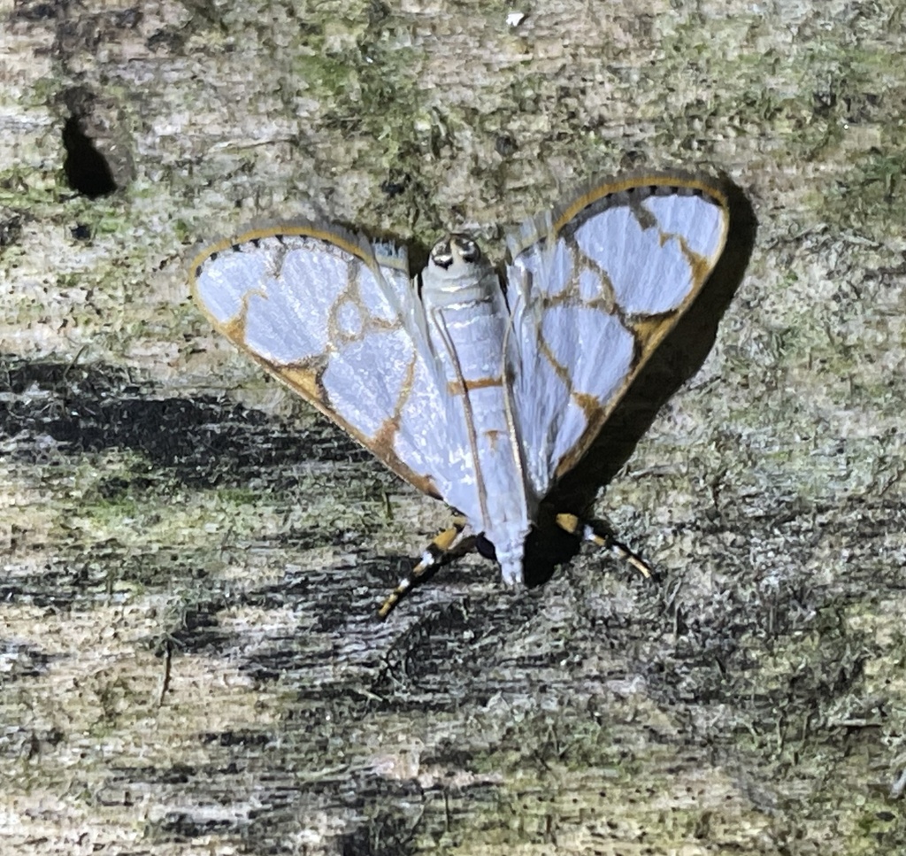 Cirrhochrista poecilocygnalis
