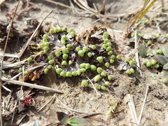 Asterella tenella