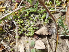 Asterella tenella