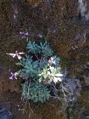 Boechera breweri shastaensis