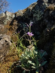 Boechera breweri shastaensis