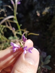 Boechera breweri shastaensis