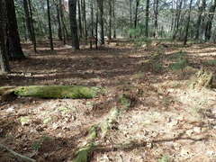 Odontoschisma denudatum