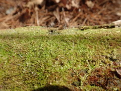 Odontoschisma denudatum