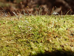 Odontoschisma denudatum