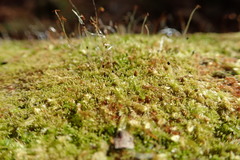 Odontoschisma denudatum