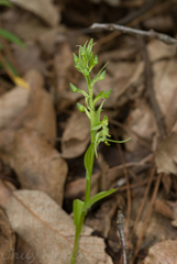 Platanthera brevifolia