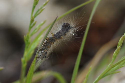 Leptiri (Lepidoptera)