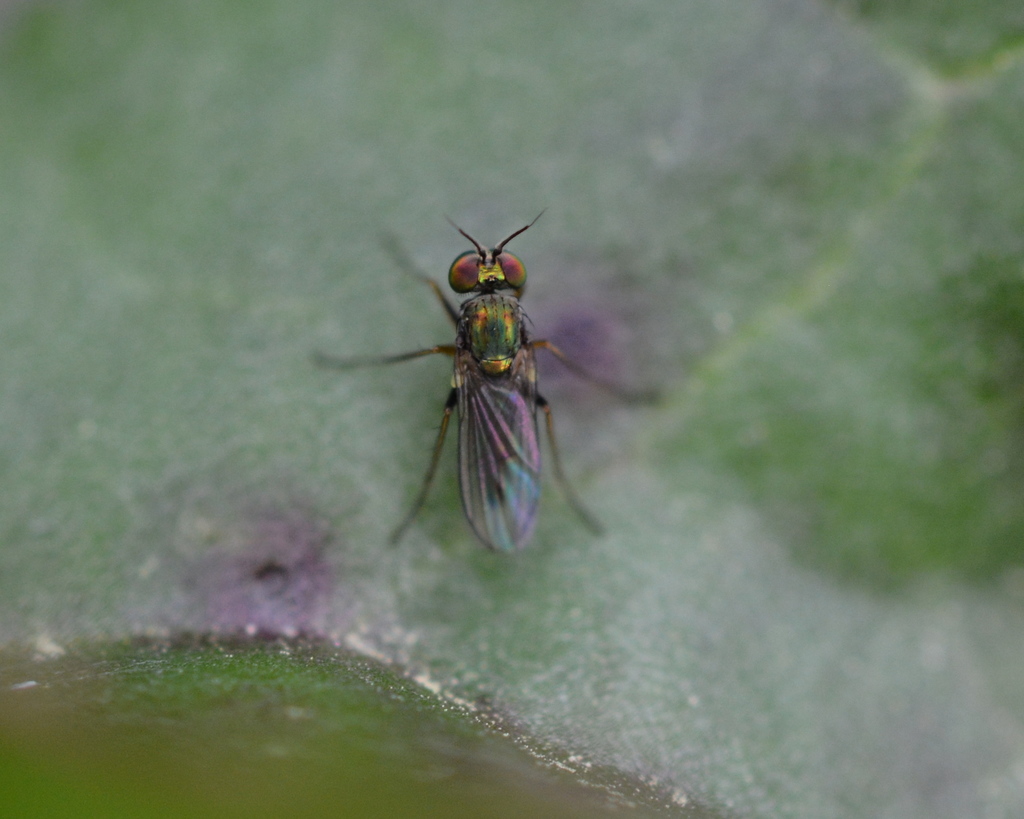 Achradocera barbata