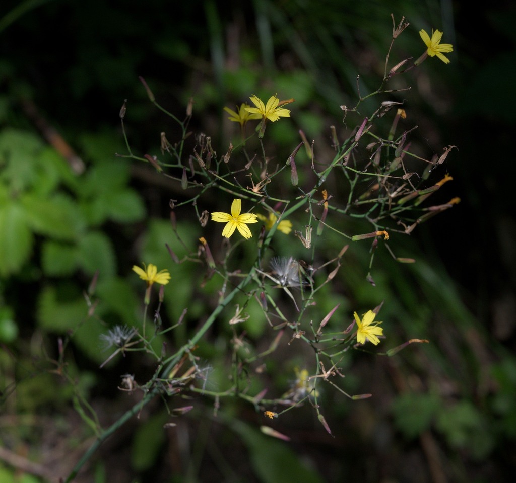 Lactuca muralis — a medium houseplant, prefers partial sun light