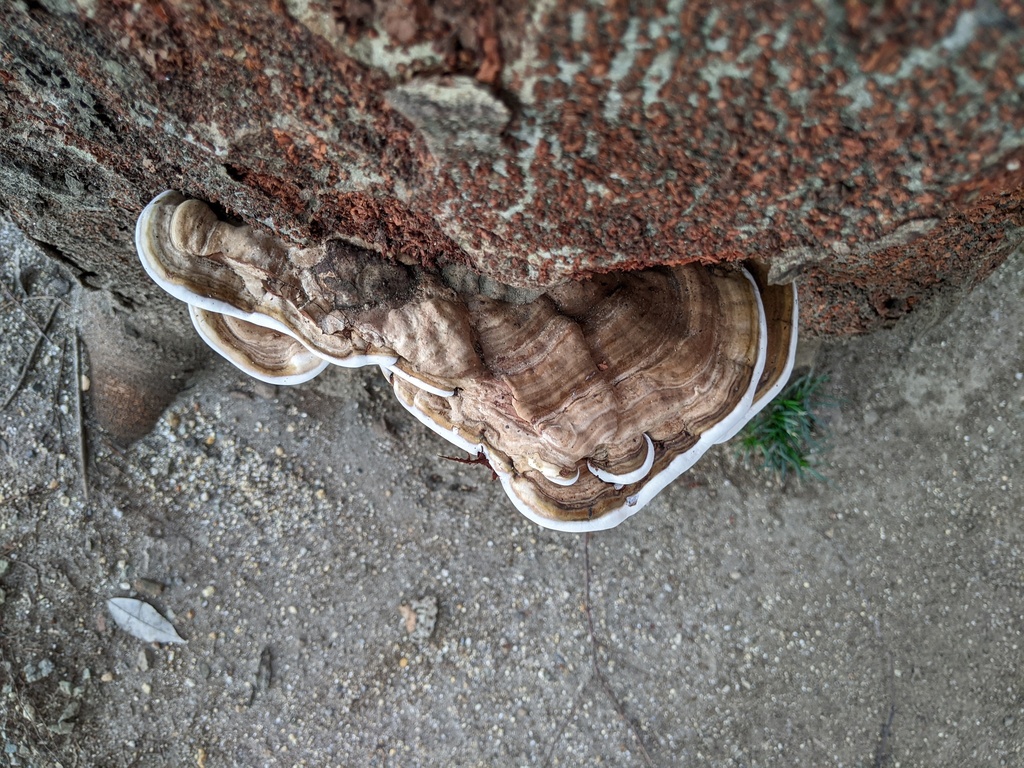 Ganoderma applanatum · August 2022 · photo: © timur_kalininsky (iNaturalist, cc-by)
