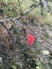 Calliandra haematocephala