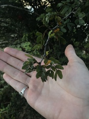Calliandra haematocephala