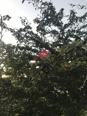 Calliandra haematocephala