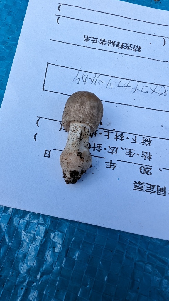 Amanita farinosa · October 2023 · photo: © atsushi_nakajima_cirque (iNaturalist, cc-by)