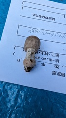 ヒメコナカブリツルタケ