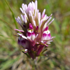Castilleja densiflora