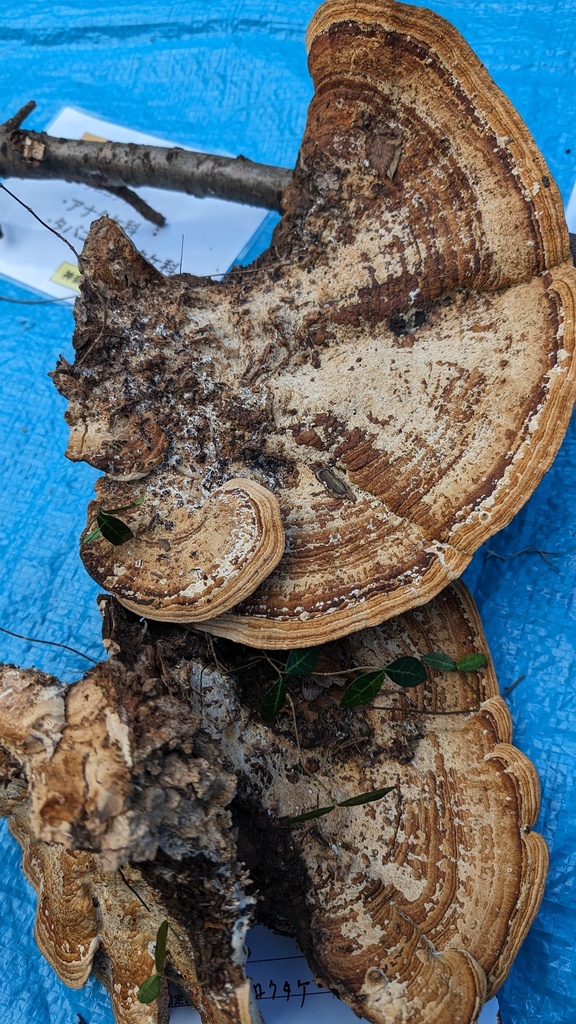 Fomitopsis dickinsii · October 2023 · photo: © atsushi_nakajima_cirque (iNaturalist, cc-by)
