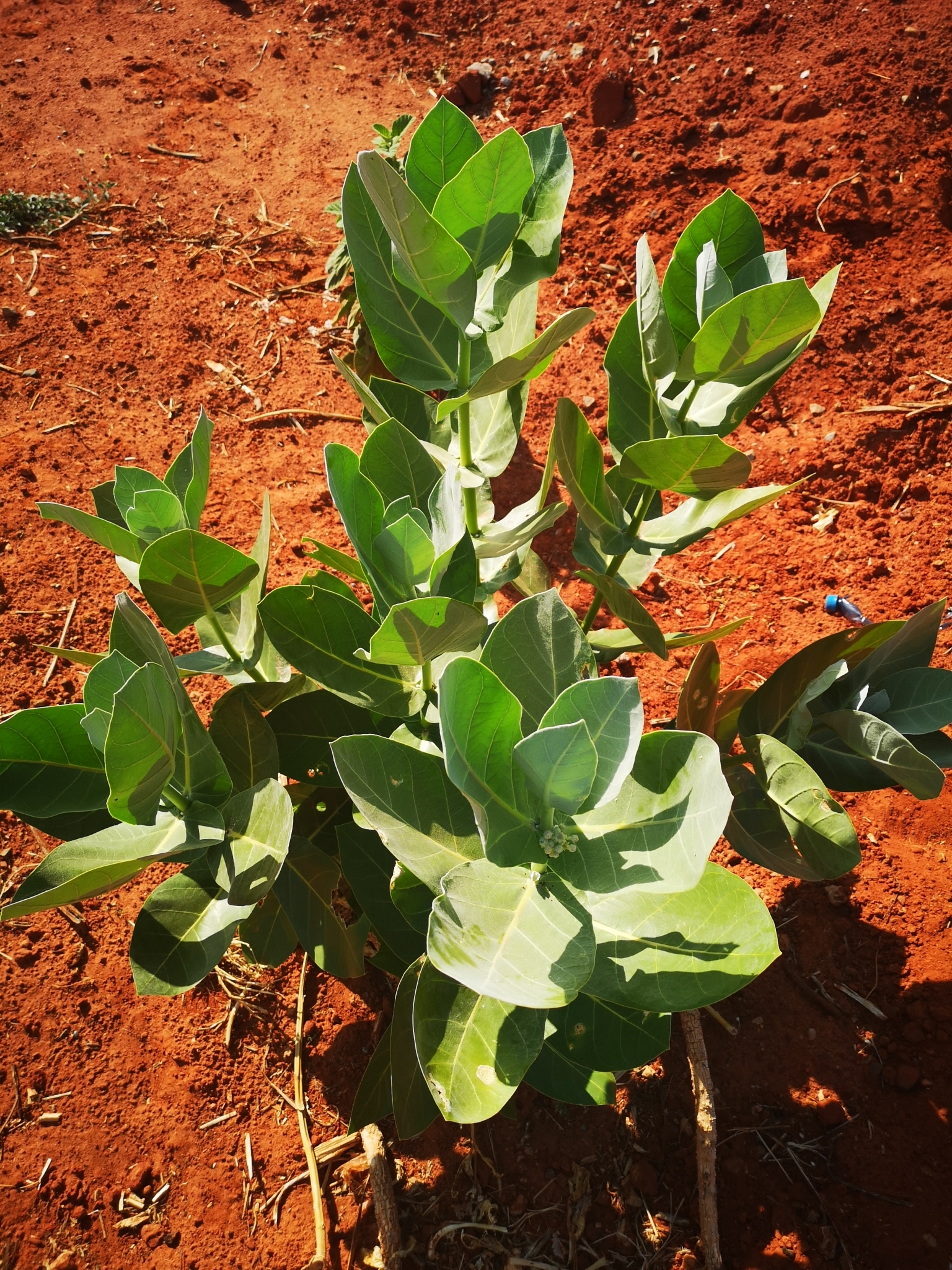 Calotropis procera