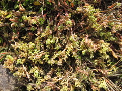 Suaeda novae-zelandiae
